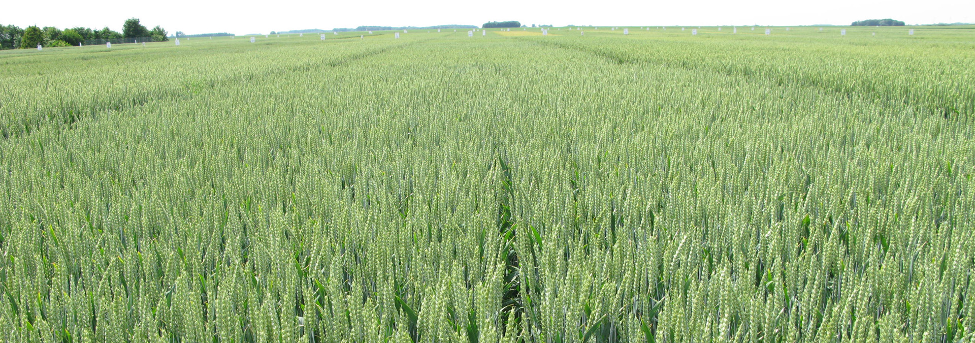 Getreidefeld